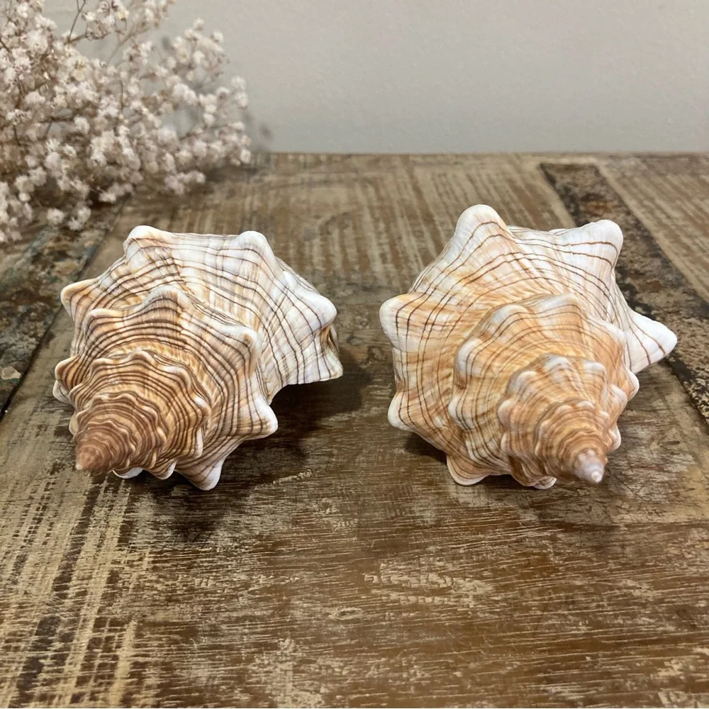 2 Seashells Cream / Light Orange / Brown Neutral Decor Beach Shell Nautical